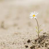 daisy growing out of dirt