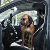 Dog sitting in front seat of car